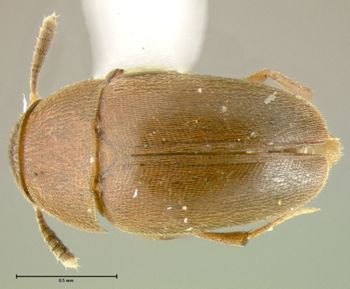 Media type: image;   Entomology 31886 Aspect: habitus dorsal view